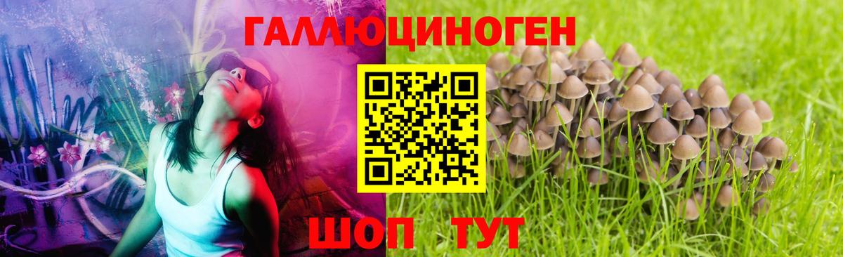 Галлюциногенные грибы Cubensis Новозыбков