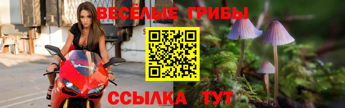Галлюциногенные грибы прущие грибы  Вход с VPN  Новозыбков 